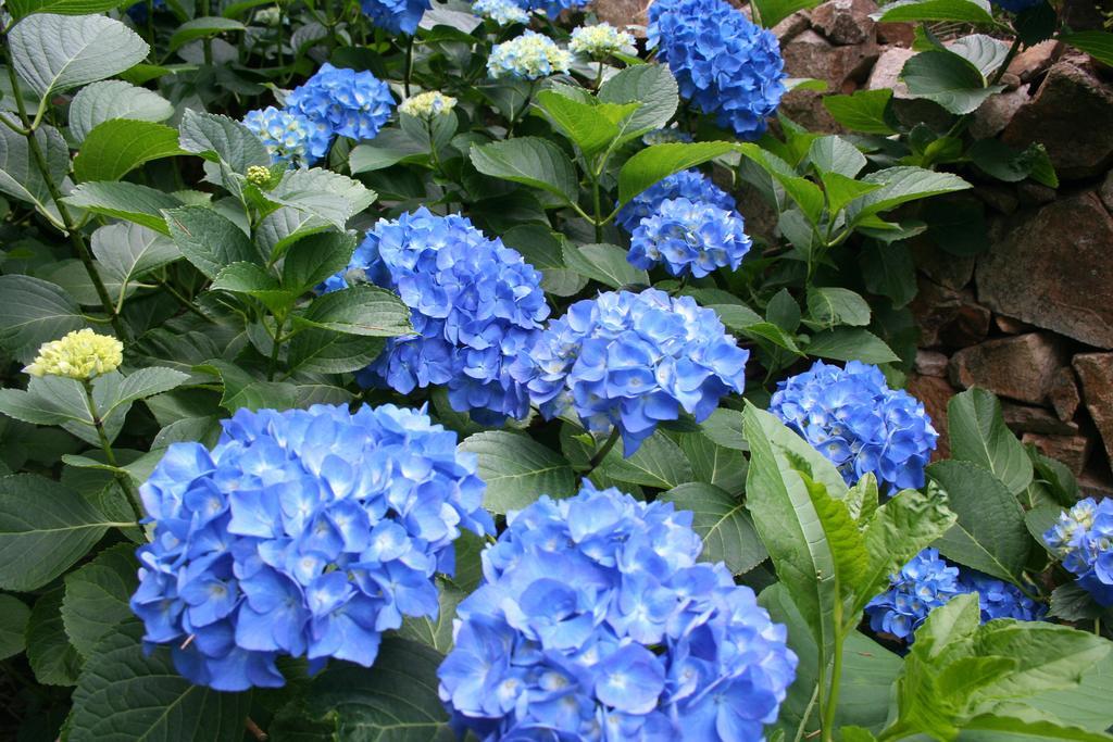 Finca El Carpintero 젤티 외부 사진